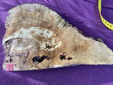 Olivenholz - Stamm -