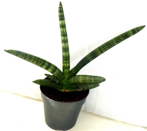 Sansevieria bogenhanf - sansevieria,
