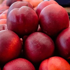 Nektarinenbaum „Harco” -