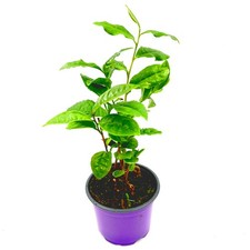 Camelia sinensis    echte Tee