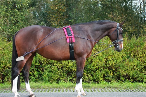Qhp longiertrainingssystem - qhp,