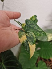  Monstera Siltepecana Aurea -