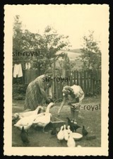 Geese Chicks Chickens