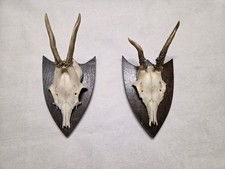2× Rehgehörn / Rehgeweih