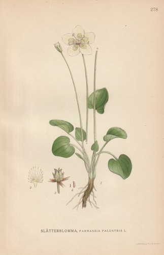 Sumpf herzblatt parnassia - sumpf-herzblatt, (parnassia