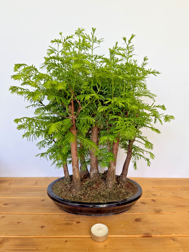 Bonsai metasequoia - bonsai,