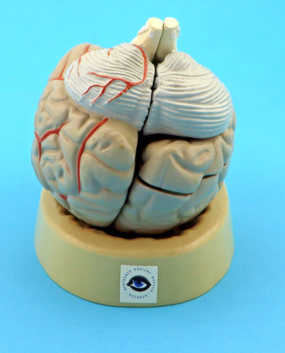 Anatomisches modell - anatomisches,