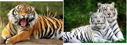 Ansichtskarte tiger - 3,