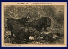 Lithographie anno 1904 - Flusspferd Happy Hippo Nilpferd Hippopotamus Tierdruck