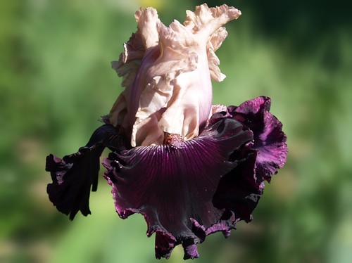 Schwertlilie iris gates of - iris, "