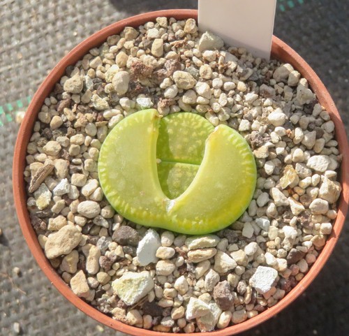 Lithops aucampiae - , cv