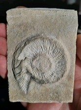 Ammonit, Plattenkalk