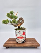 Bonsai der Japanischen