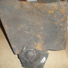 Trilobiten kambrium - trilobiten,