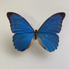 Entomologie*Morpho anaxibia male*Brasilien*A2-