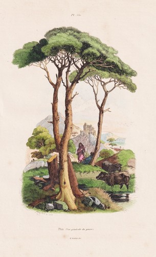 Pinus pinea pine - ,