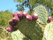 Opuntia Ficus Feigenkaktus