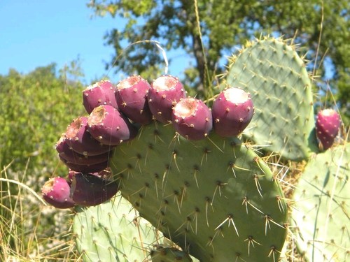 Opuntia ficus feigenkaktus - ficus,