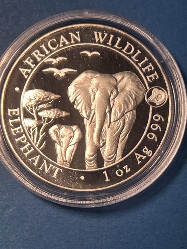 Somalia elefant 2015 african - somalia, 2015,