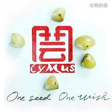 Clivia Seeds-Clivia Miniata