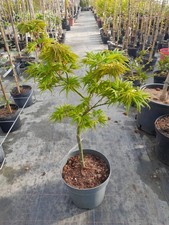 Acer palmatum Mikawa