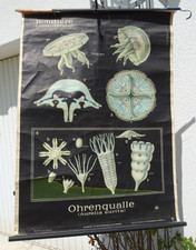 Alte Schulkarte Rollkarte