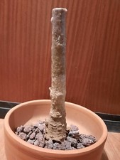 Adansonia digitata, Baobab