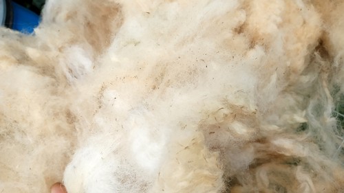 Schwarzkopf schaf rohwolle - schwarzkopf-schaf,