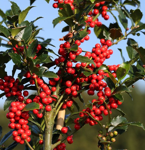Stechpalme ilex blue - stechpalme,