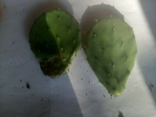 Blattkaktus -Opuntia -Ableger