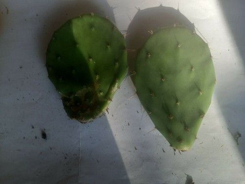 Blattkaktus opuntia ableger - blattkaktus, -ableger
