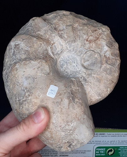 Ammonit ceratites scheibe - ceratites,