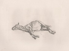 totes Pferd dead horse Pferde