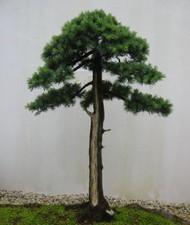 SAMEN Bonsai Wintergarten