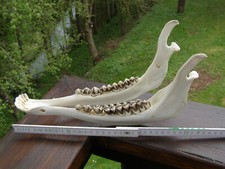 Unterkiefer Rothirsch. 29cm.