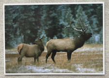 1 AK Rothirsch Hirsch Paar Rotwild - USA 1 !!! ::