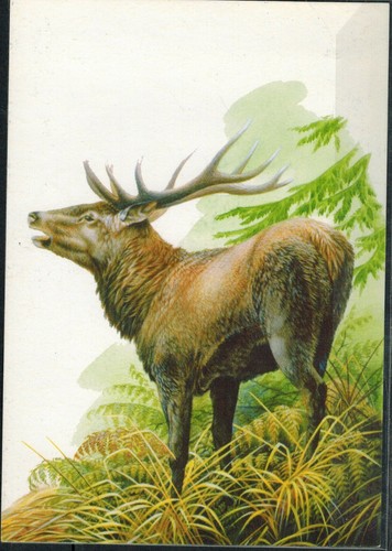 AK-Elaphhirsch.Cervus