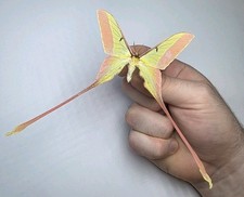 Actias Dubernardi Männchen