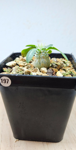 Pachypodium