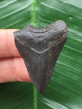 3,9 cm schwarzer Zahn des