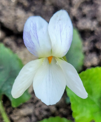 Duft veilchen weiß rosa - duft-veilchen, weiß-rosa