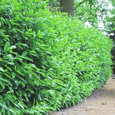 Kirschlorbeer Novita 140-160