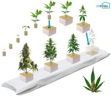 Steinwolle Cannabis Zucht