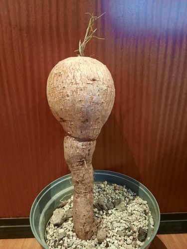 Ipomea bolusiana bolusii - xl,,