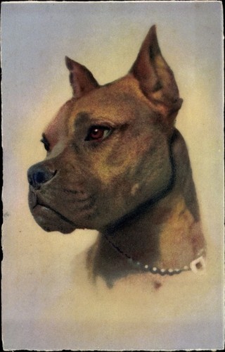 Hundeportrait rassehund - ak, hundeportrait,