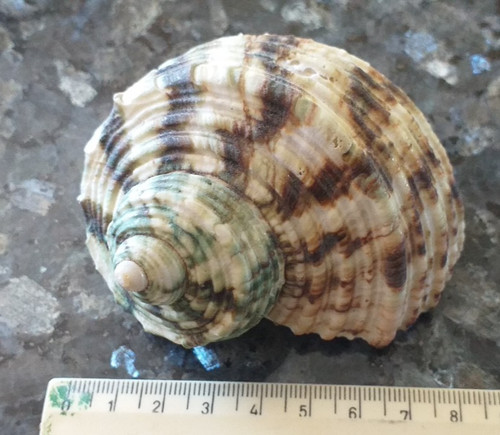 Muschel schnecke turbinidae - muschel,