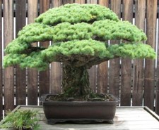 Samen zierpflanze bonsai - samen,