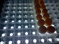 Durchleuchtungstisch, Schiertisch, Incubator, Motorbrüter, Brutgerät, Bruteier