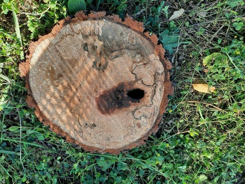 Holzscheibe 5 cm - ~25, x
