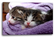 Wandbild katzenbabies - wandbild,